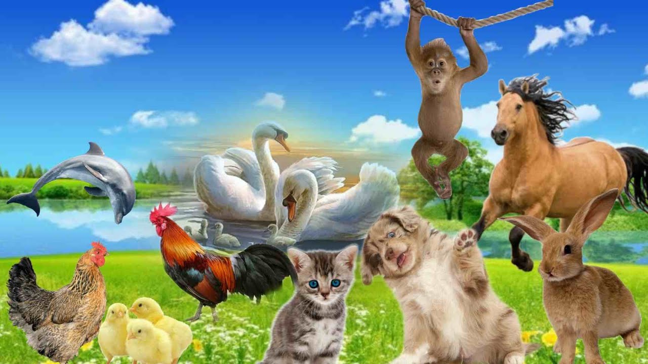 Natural Animal Moments - Horse, Monkey, Chicken, Cat, Dolphin, Dog ...