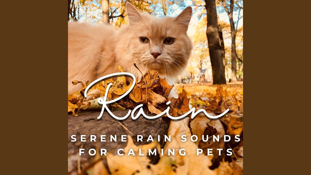 Rain's Soothing Pet Harmony