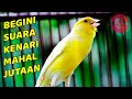 Suara Kenari Gacor Cocok Buat Pancingan Dan Masteran Burung Juara Mp3 - Mp4 Download