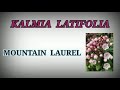 Kalmia latifolia / homoeopathic medicine