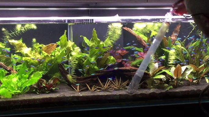 Comment utiliser une pompe pour vider son aquarium! 