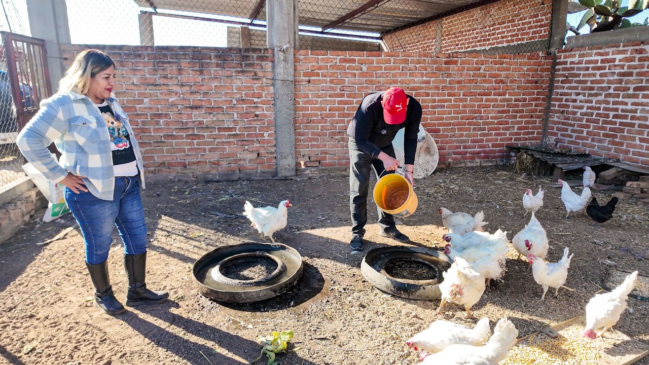 Entre Gallinas y Puerquitos: Así Se Vive en el Campo