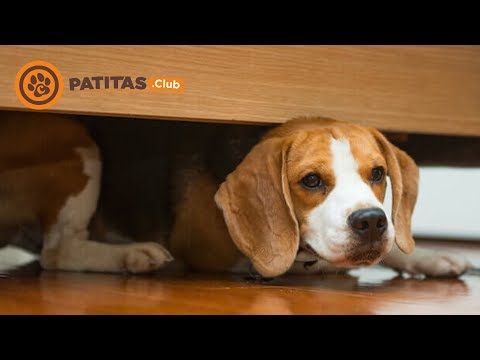 Video: Emoción Versus Intelecto En El Perro Temeroso: Enseñar A Los Perros A Ser Intrépidos