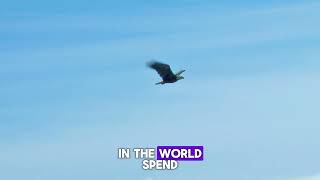 Player Profile The Eagle Mindset: How to Rise Above & Build Wealth Like the 1%