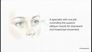 Cranial Nerve Functions and Clinical Disorders