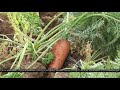 Волгоградский фермер рассказал, как вырастить самую вкусную морковь