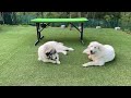 【ルンルンの裏庭】いつも一緒のベルとリリー