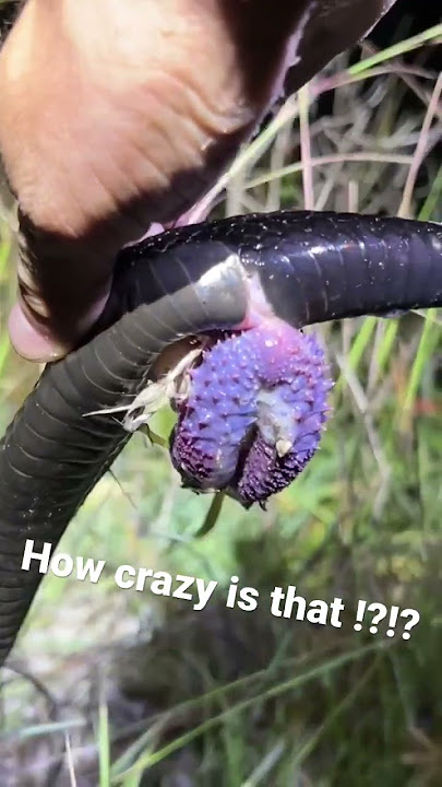 كرة تربية أفعى الحفرة 🐍🔥 *غير مناسب للعمل* - Duffdoesnaturestuff