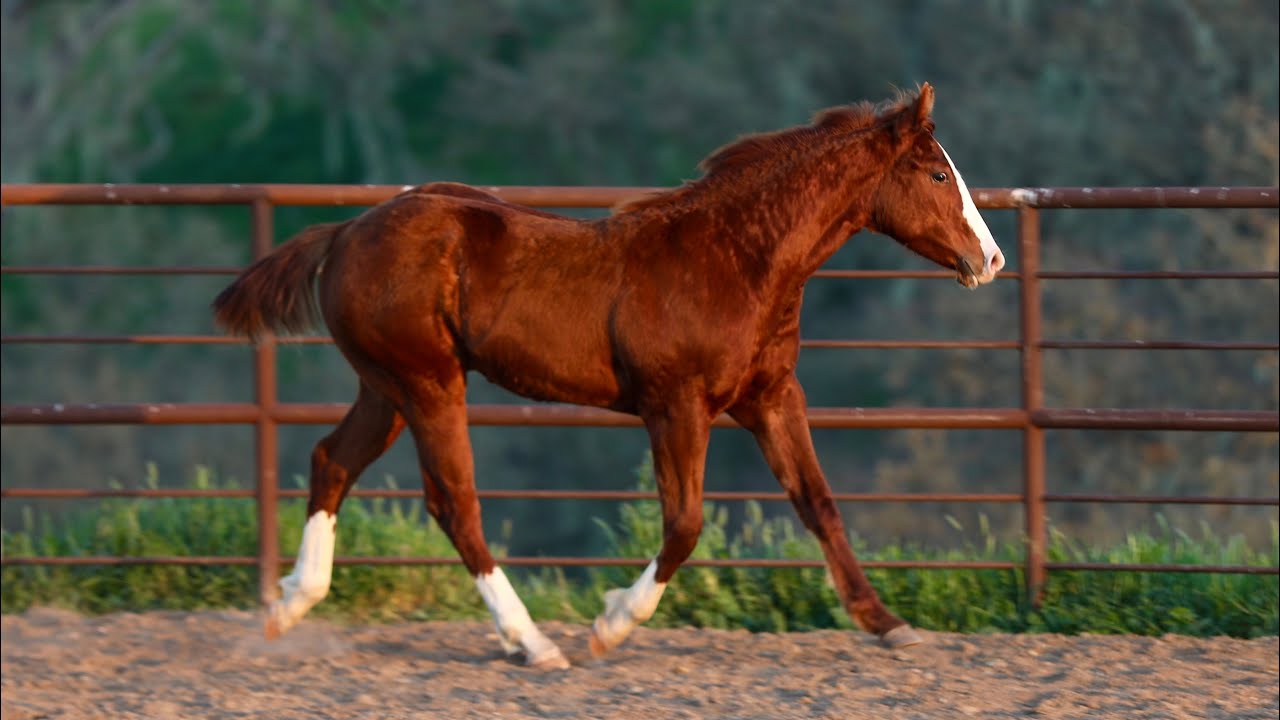 SHOOT THE DAWN (Pending) 2025 ApHC Sorrel Colt