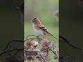 Brambling calling and catching flies