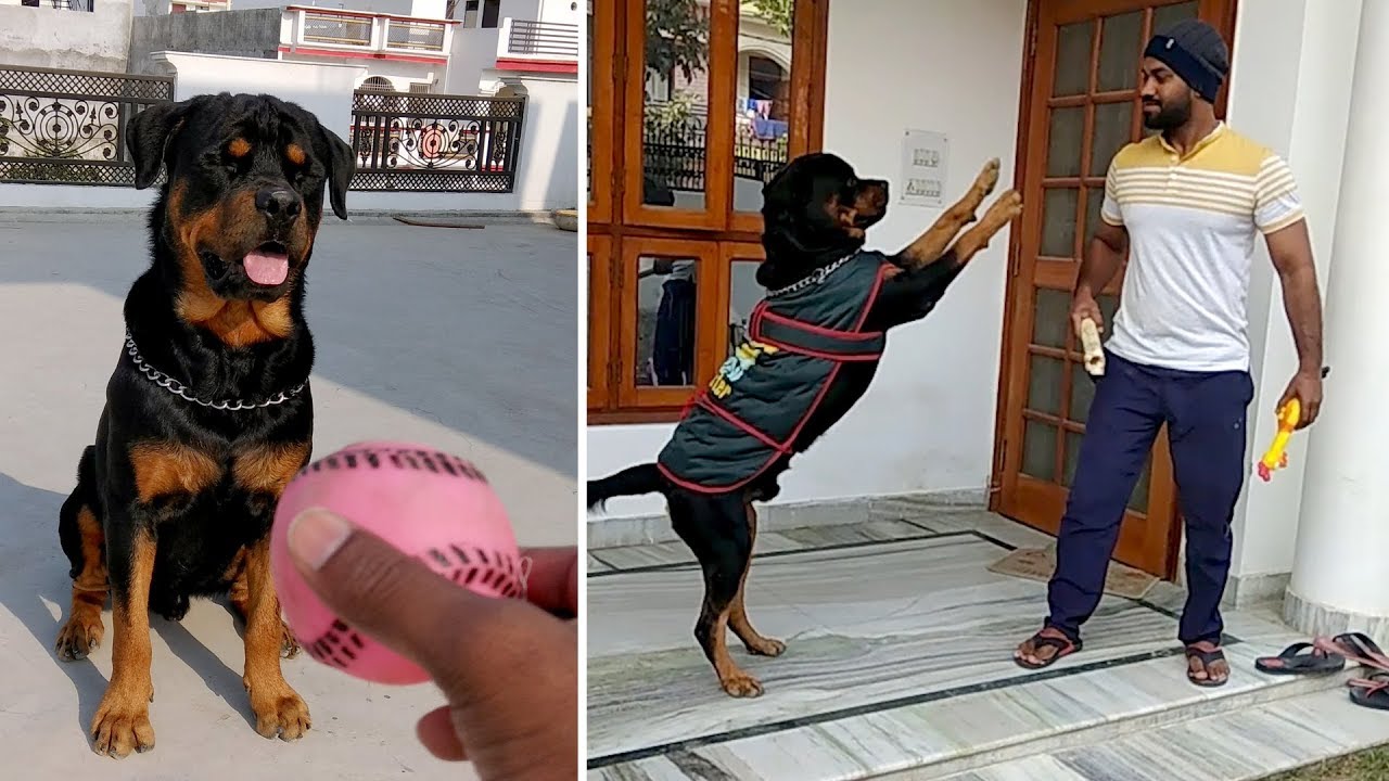 Who Says Rottweilers Are Dangerous Dog Bolt Youtube