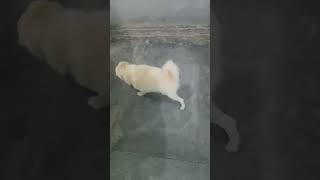#villagelife #pitdog #doglover