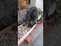 ネコが何かを発見‼️その正体は⁉️ #cat #catlover #猫 #ねこ