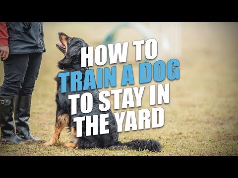 Video: Jak vycvičit psa, aby zůstal na majetku
