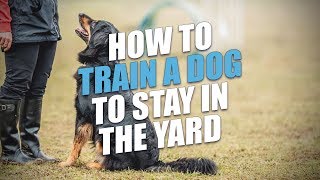 How to Train a Dog to Stay in the Yard (A Simple Method)