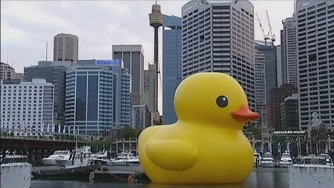 Reuzen eend trekt de aandacht in de haven van Sydney