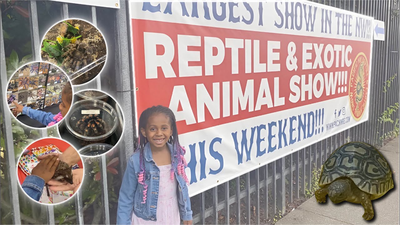 Checking Out Some Creepy Crawlies / Pacific NW Reptile & Exotic Animal