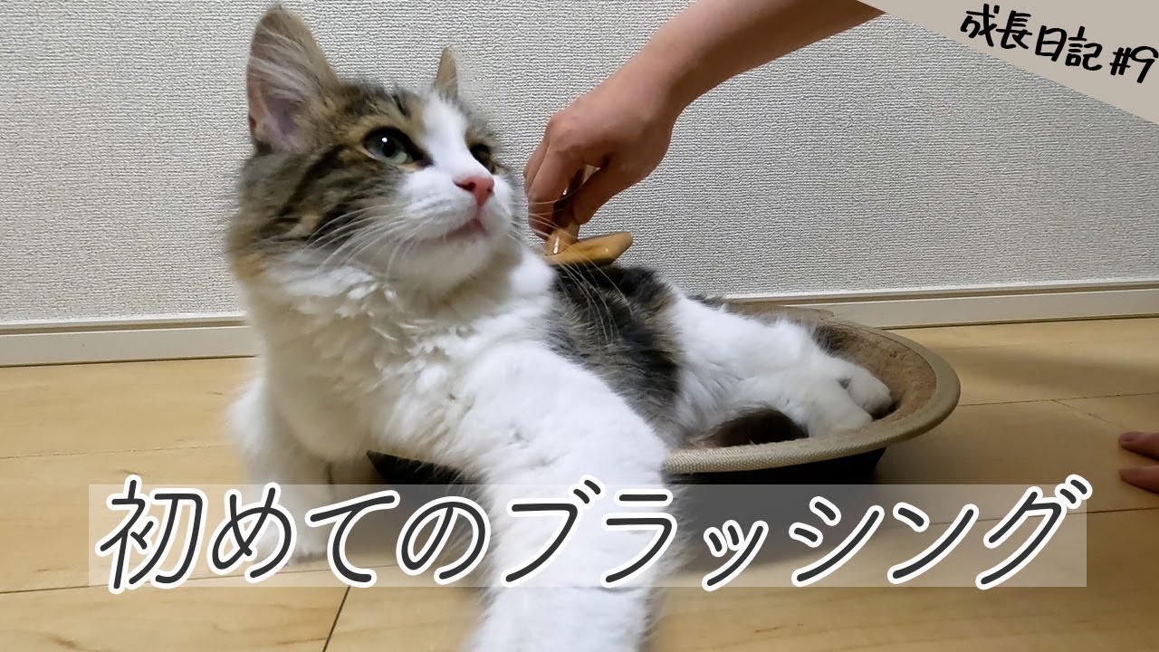 ノルウェージャンの子猫に初めてブラッシングしてみたら…| 生後7ヶ月