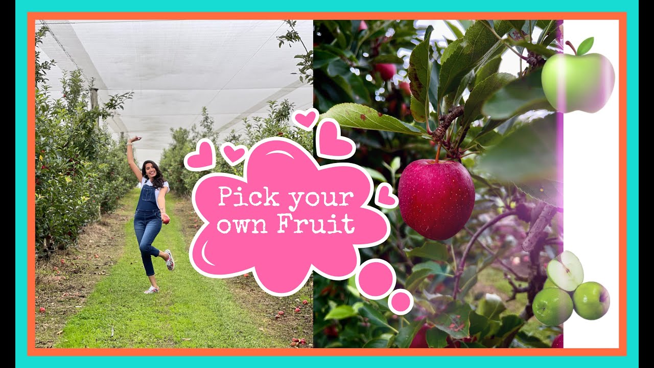 Bilpin Fruit Bowl Pick Your Own Apples Apples Strawberries 