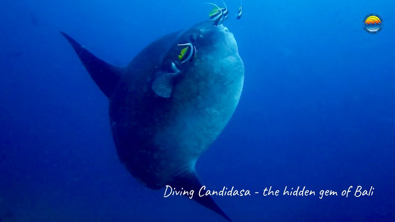 Diving Candidasa, Bali