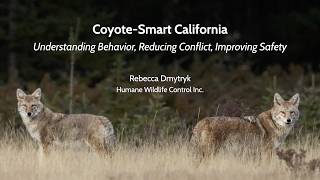Coyote-Smart California
