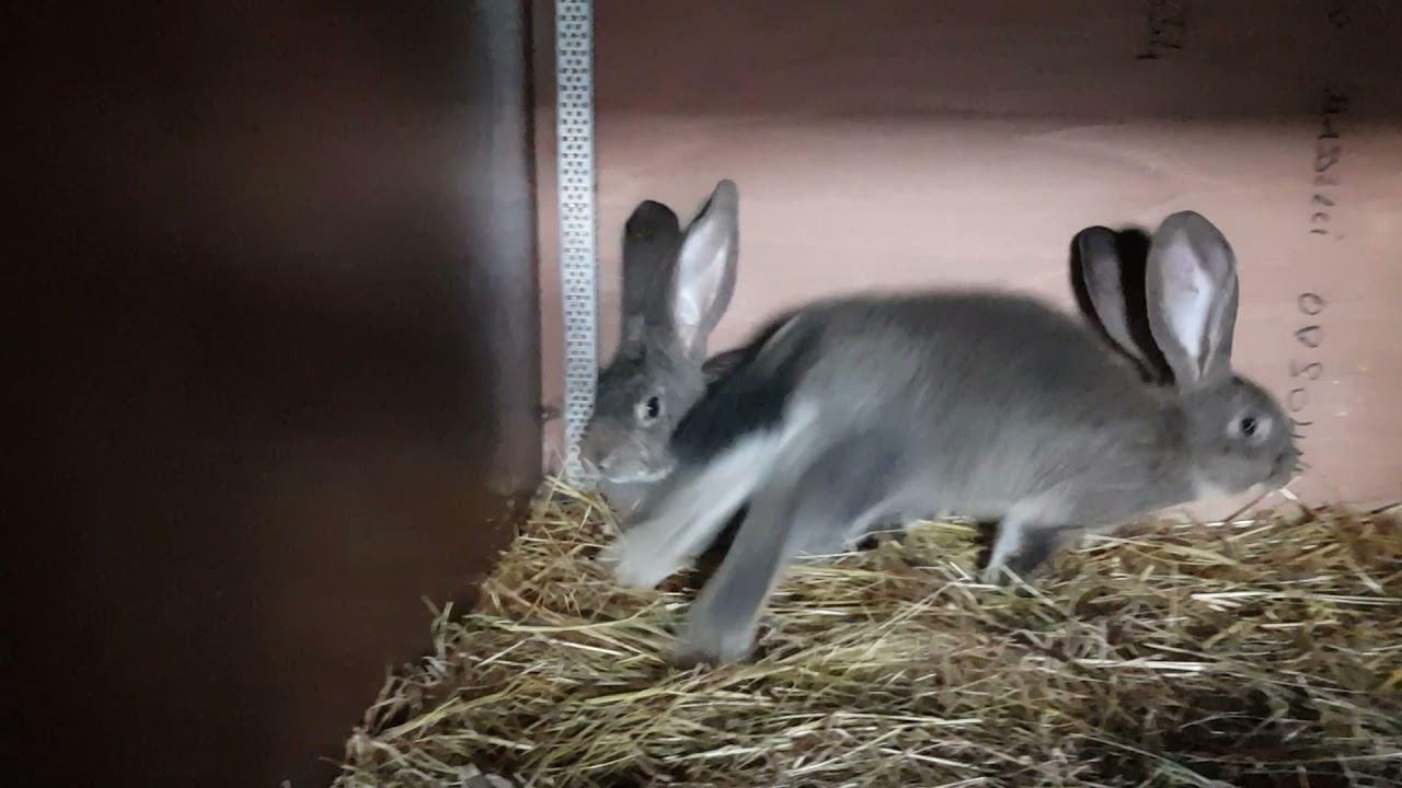 Un piccolo video con i miei conigli fattrici e piccoli. buona proseguimento