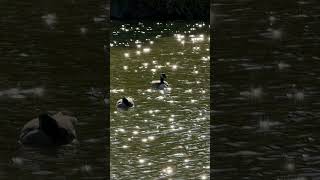 A Moment of Peace: Geese on Sunlit Waters 🪿❤️❤️🪿 🥰🥰#gesse #nature #shakirashorts