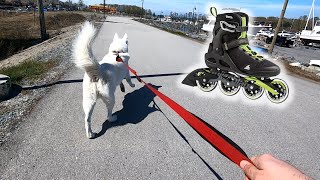 Rollerblading with a Husky: Macroblade 90 Review & Ride
