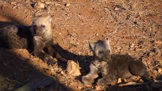 So cute!なハイエナの赤ちゃん