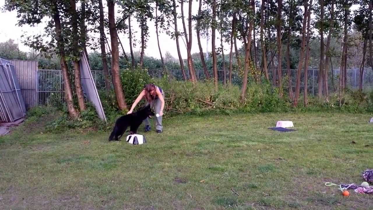 Bandit, Onze Oudduitse Herder, 16 weken oud op Puppycursus