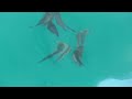 今シーズン初ゲットしたナンヨウツバメウオ仔魚。夏場、海水温度が上昇すると、孵化した小魚が、海面に浮きあがってくることがあります。満潮時限定ですが、網ですくうこともできます。7月27日水曜日。