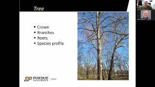 Storm Damaged Trees Pruning Yard Trees Certified Arborist April 2026