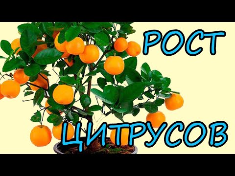 Видео: Какого роста вырастает лимонный мирт?