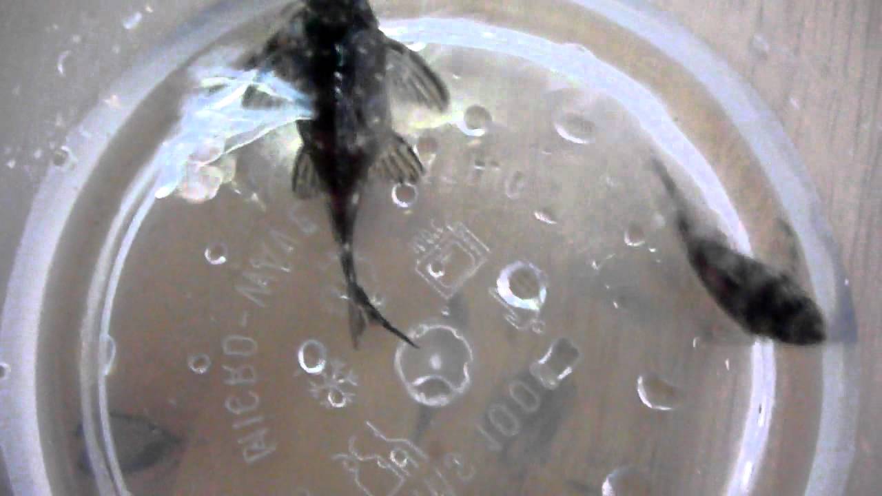 pleco-l201-youtube