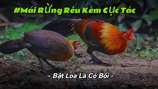 Tiếng Gà Mái Rừng Kêu Kèm Cục Tác Hay Và Chuẩn Nhất 2024- ATV Channel
