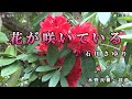 石川さゆり【花が咲いている】カラオケ