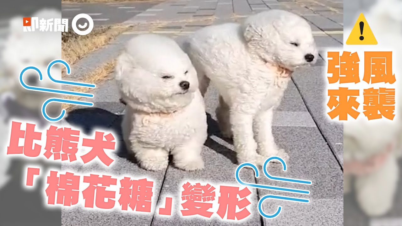 比熊犬散步遭強風襲擊 棉花糖 瞬間變型 風 好 大 寵物 狗 逗趣 精選影片 Youtube 比熊犬散步遭強風襲擊 棉花糖 瞬間變型 風 好 大 寵物 狗 逗趣 精選影片 Youtube