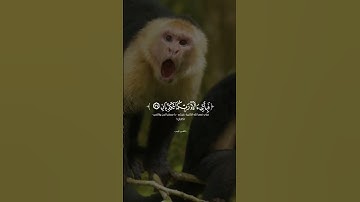#المصحف #اكسبلور #دويتو #الرحمن #راحة_نفسية #القارئ ماهر المعيقلي