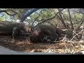 Again, Two Komodo Dragons Consume One Wild Boar 😱😱😱