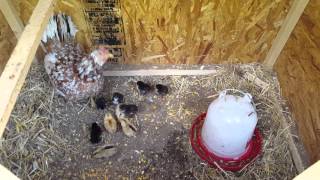 Gamefowl,Bantams, Chicken Pens South eastern TN