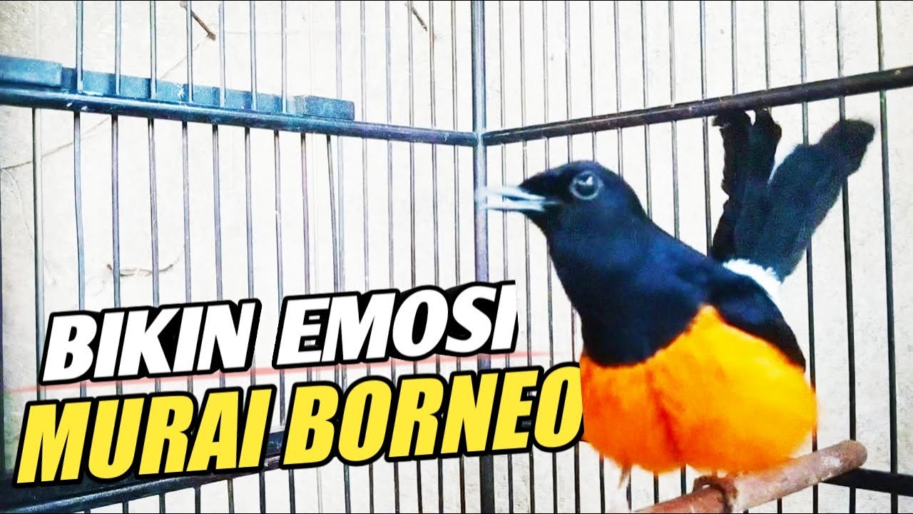 BIKIN LAWAN EMOSI !!! SUARA MURAI BORNEO MEMANCING EMOSI MURAI LAIN JADI NYAUT !!!