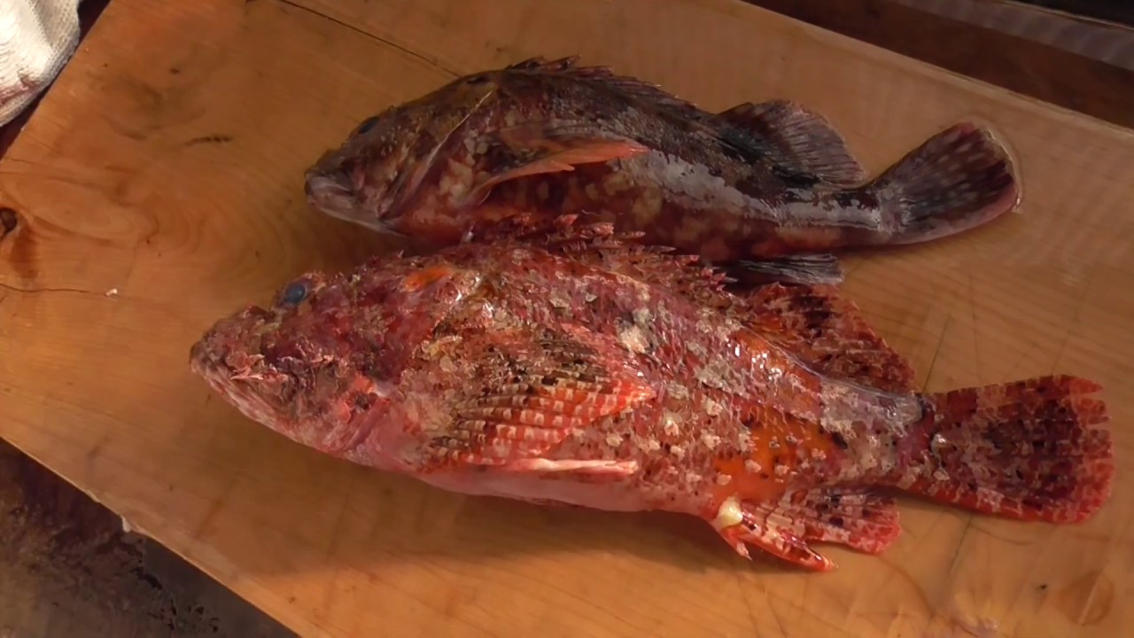カサゴ ガシラ とオニカサゴの違い説明 ともに根魚ですが美味な魚 釣太郎の海水魚紹介 Youtube