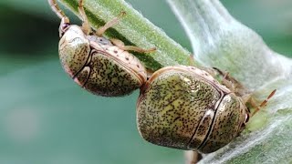 MATING KUDZU BUG | STINK BUG   #bug #stinkbug #kudzubug #insectphotography #photography
