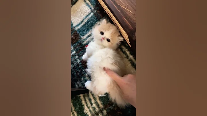 Video 11789191: cat kitten meow cutecats, catlover cats kittycat, funnycats catlove kittycat, kitty catlover funnycats, kitty catlover cats funny