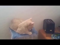 CAT vs. CUCUMBER | KATZE vs. GURKE | FUNNY FAILS | FailLord International