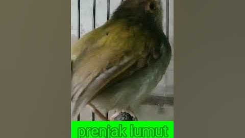 prenjak lumut betina memanggil jantan