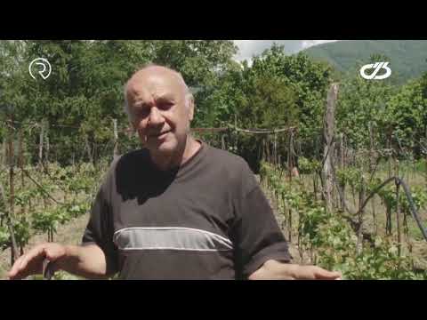 სოფლის მეურნეობის სუფსიდირება