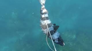 Pole spearfishing, Japan. 魚突き　手銛.