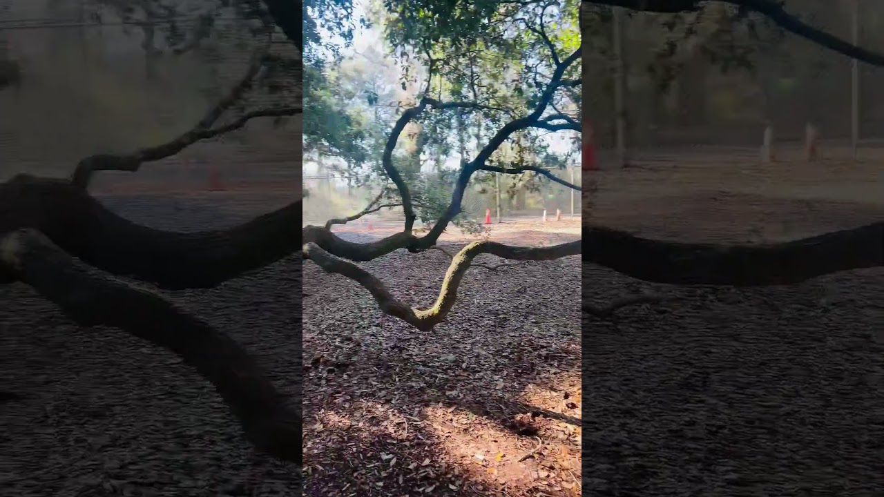 🌳Our visit to the Majestic Angel Oak Tree in South Carolina! 🌳