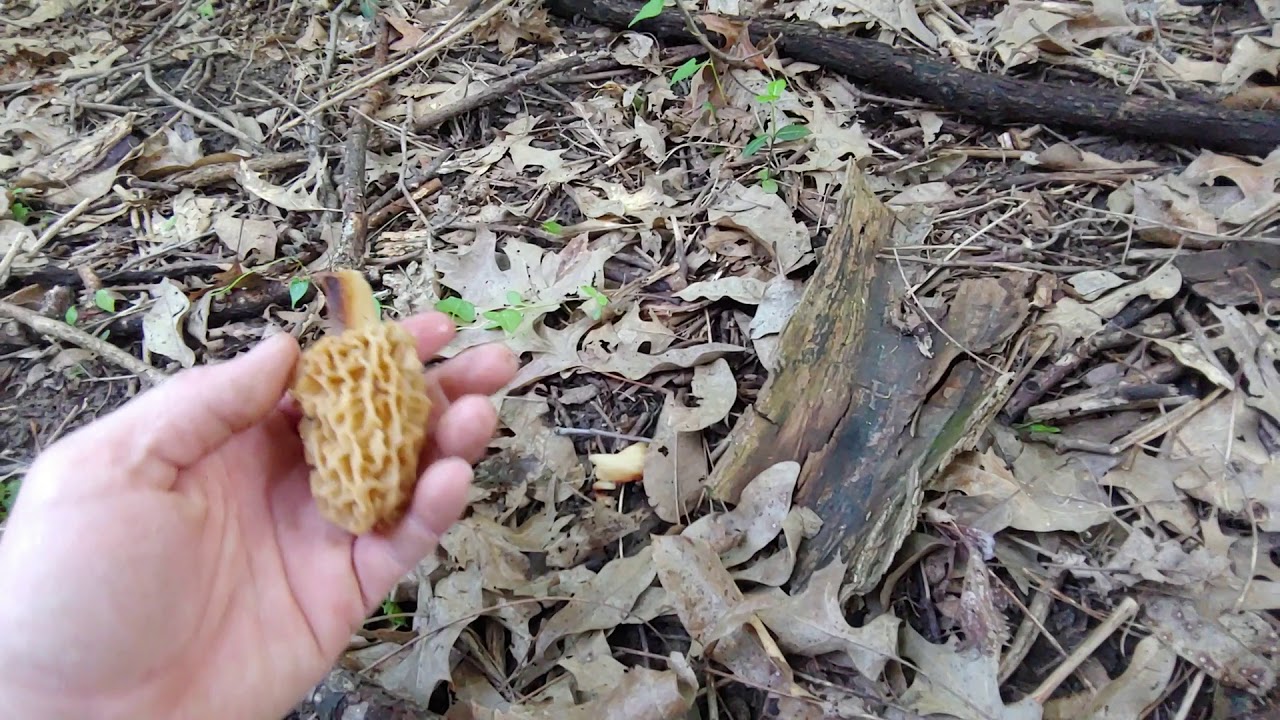 Secret spot Southern Illinois University. Morel mushrooms YouTube